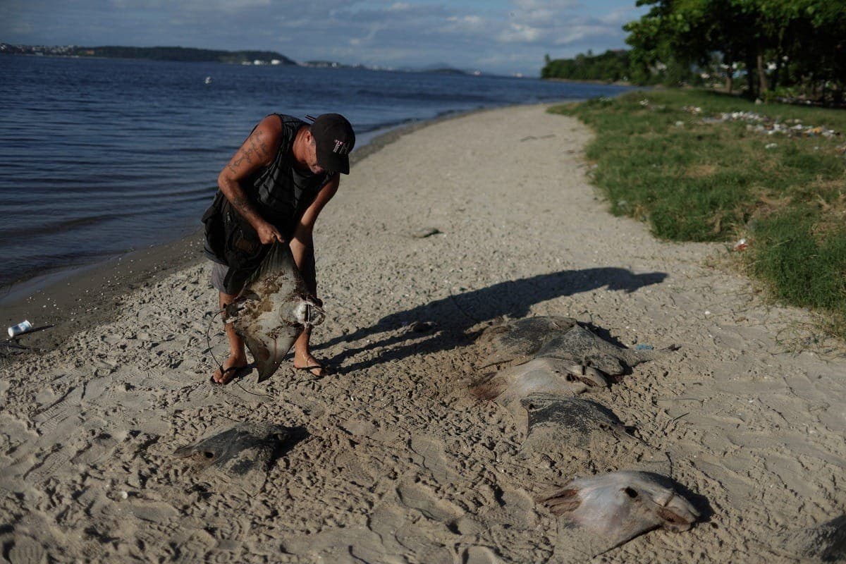 Dezenas de arraias aparecem mortas na Ilha do Fundão
