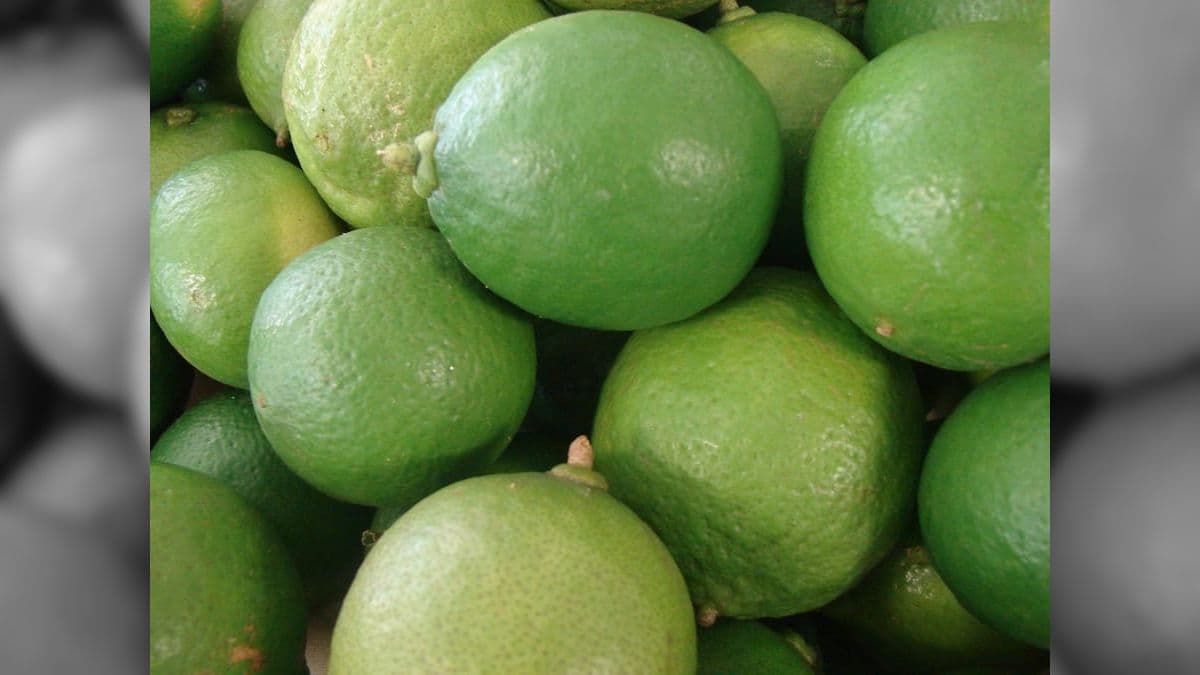 Limão de variedade Tahiti é o mais consumido e é produzido no Brasil