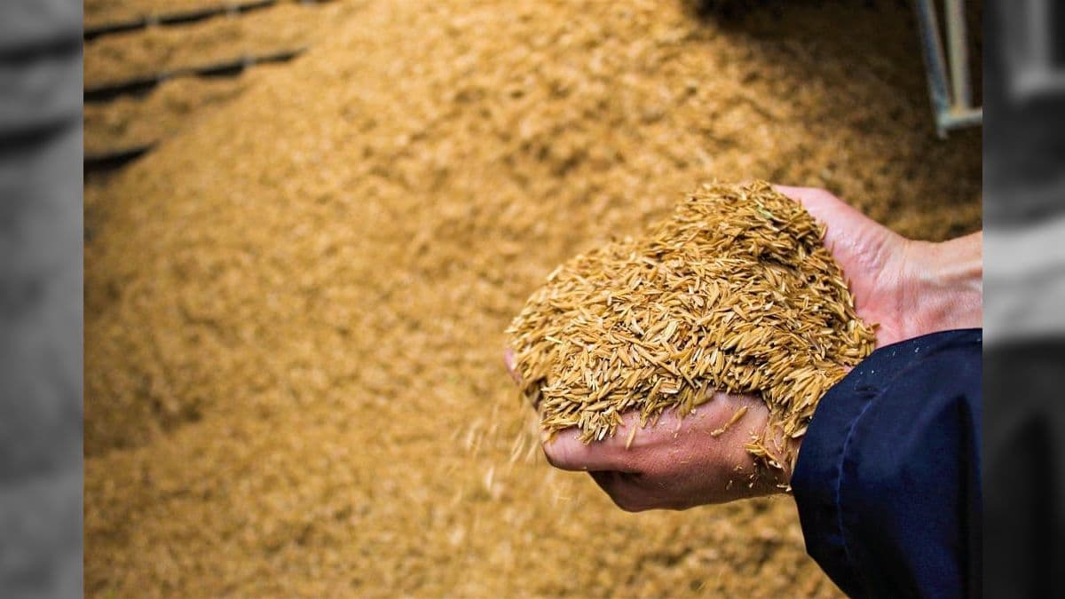 Em área, lavouras de arroz foram reduzidas em 15%