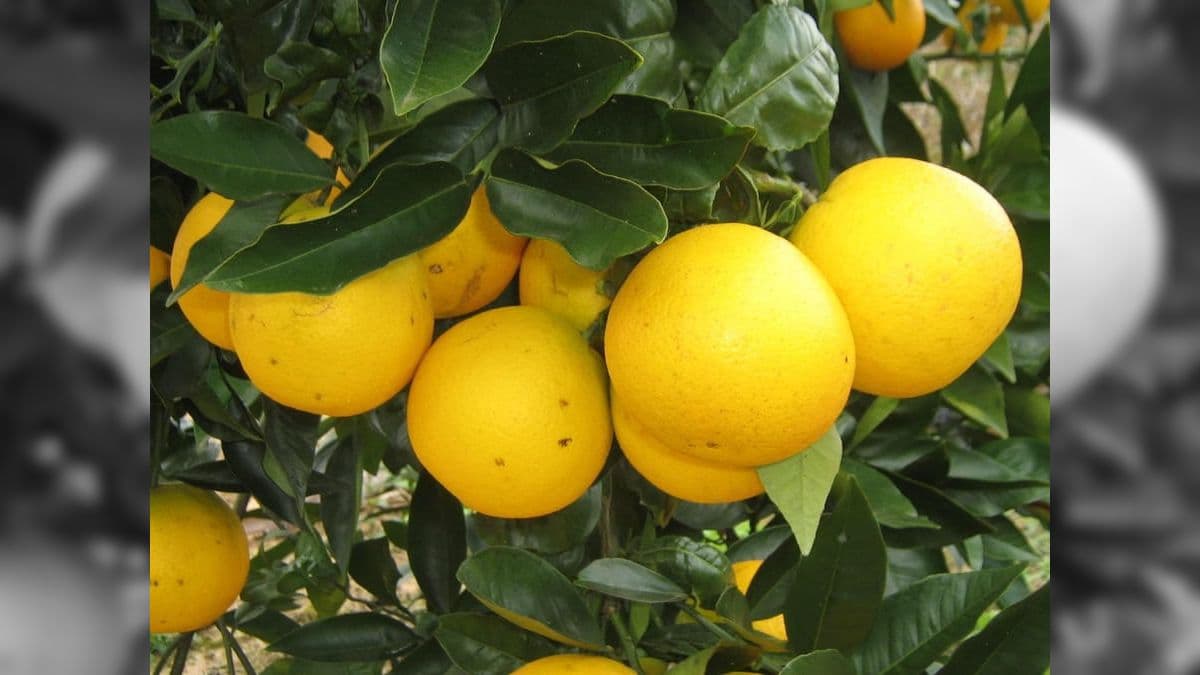 Laranja é uma planta bienal, como o café