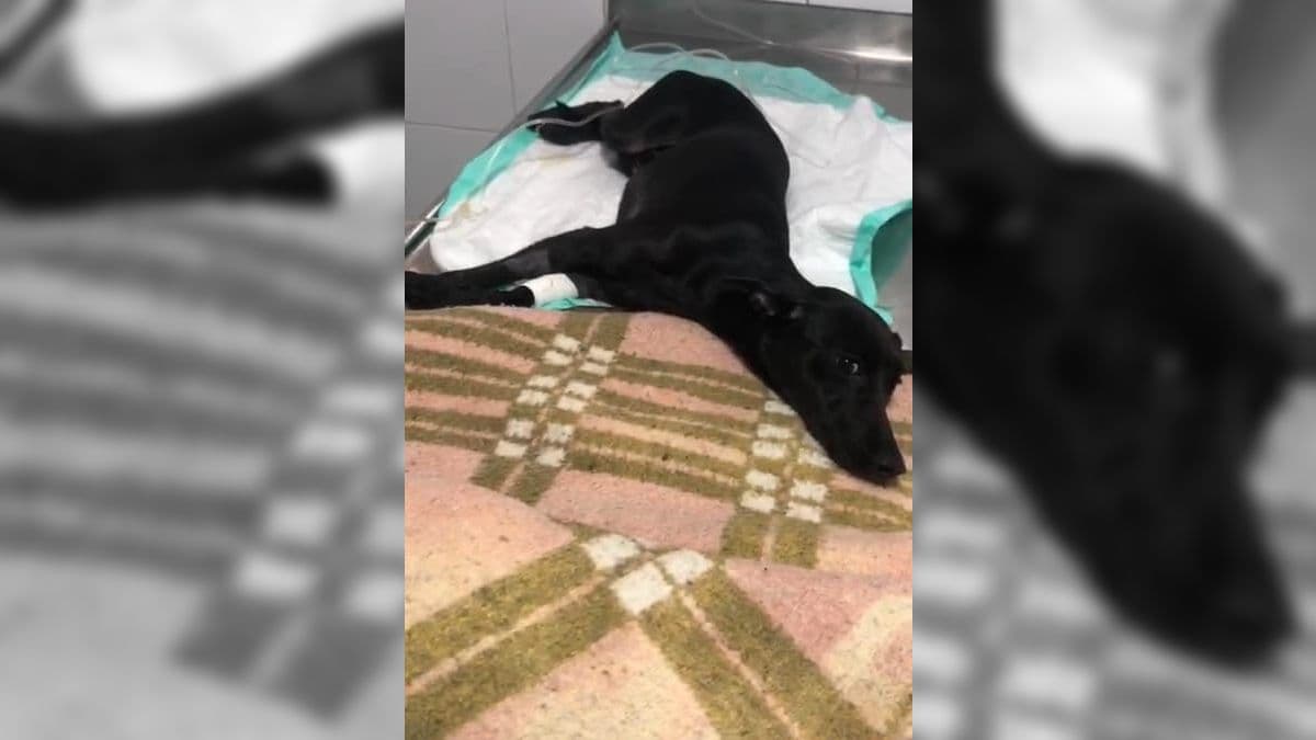 Ele já perdeu a sensibilidade das quatro patas.