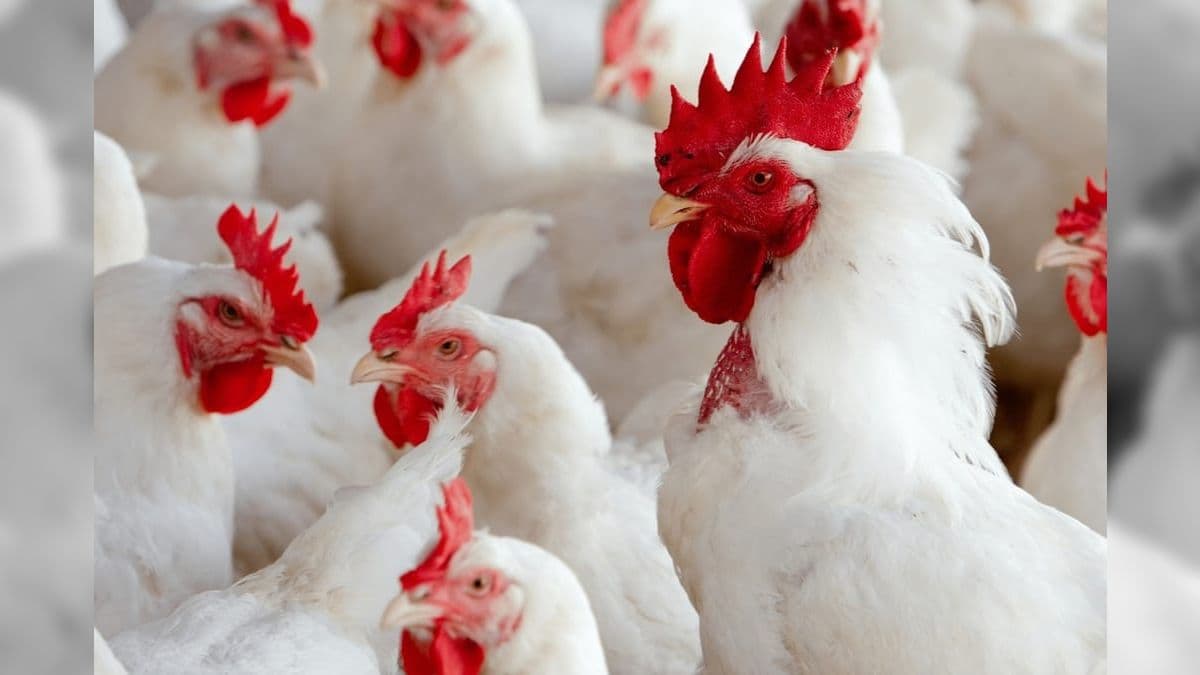 Gripe aviária no Brasil já teve 151 focos confirmados