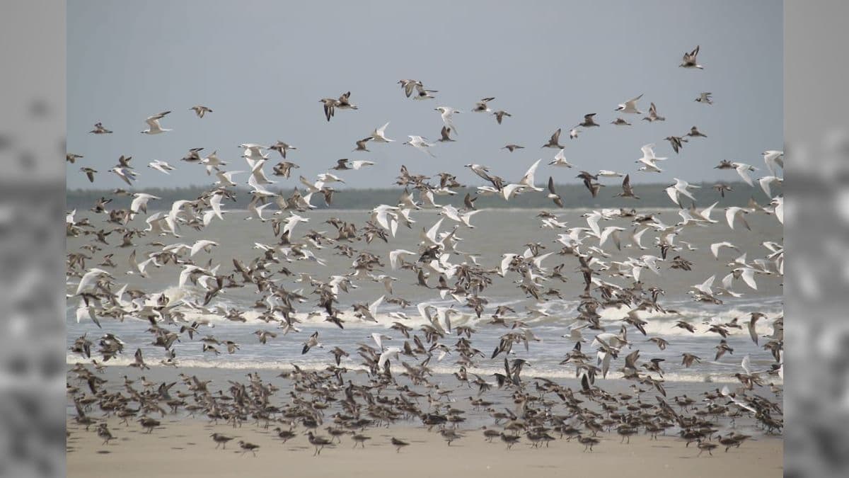 Aves migratórias são as principais transmissoras da gripe aviária