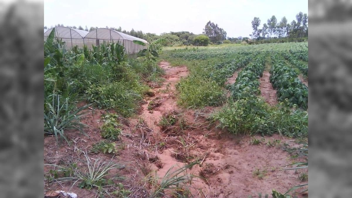 Chuvas em fevereiro colocaram agricultores da região em situação delicada