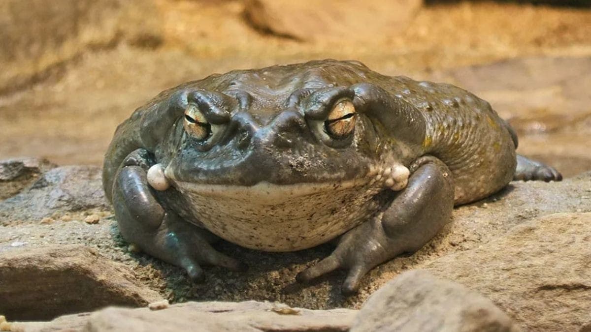 Sapo Bufo ou Incilius alvarius, do qual é extraído veneno psicoativo