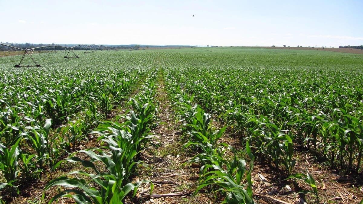 Chuvas fortes em Mato Grosso podem dificultar plantio de milho safrinha