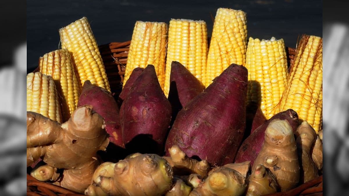 Gengibre, batata-doce e milho são os principais procurados