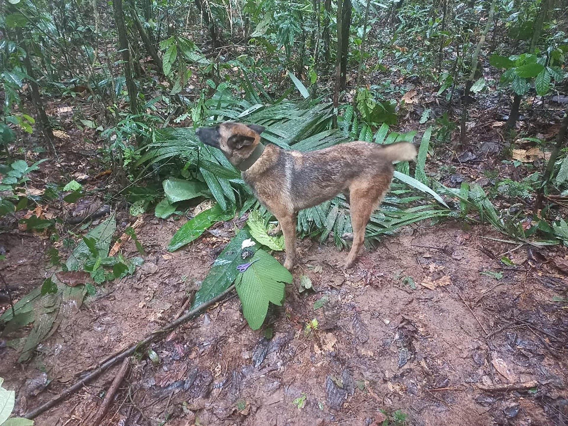 Cachorro Wilson tem seis anos e ajudou a encontrar pistas sobre as crianças na Floresta