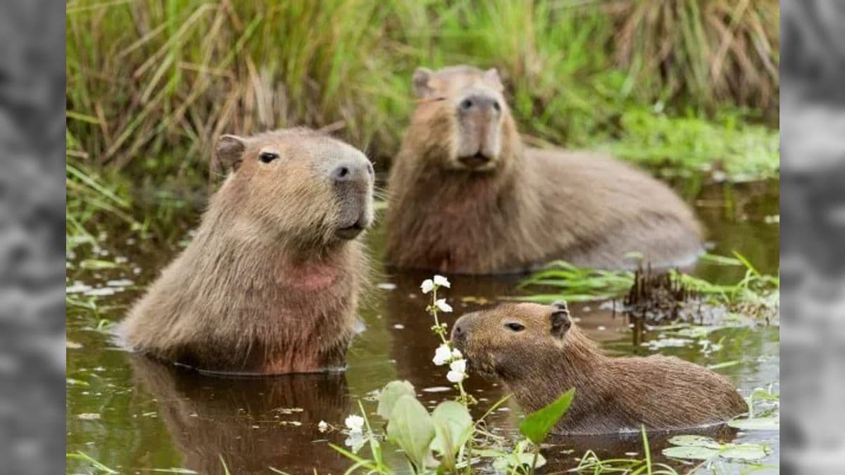 Proximidade de capivaras com populações humanas favorece a transmissão de bactéria letal por carrapatos