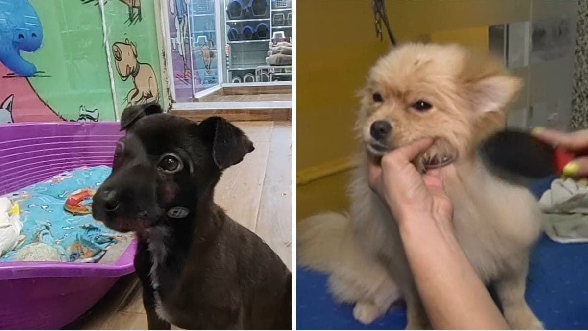 Pets sentem frio? Veja os cuidados com os animais de estimação no inverno