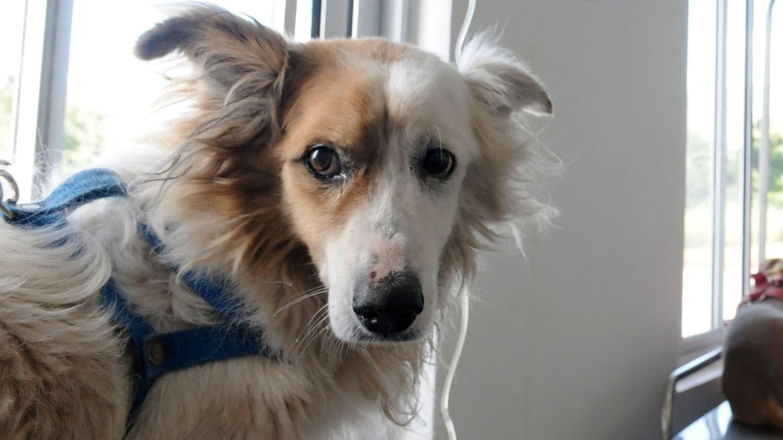 Hotéis de Pet estão cheios neste fim de ano