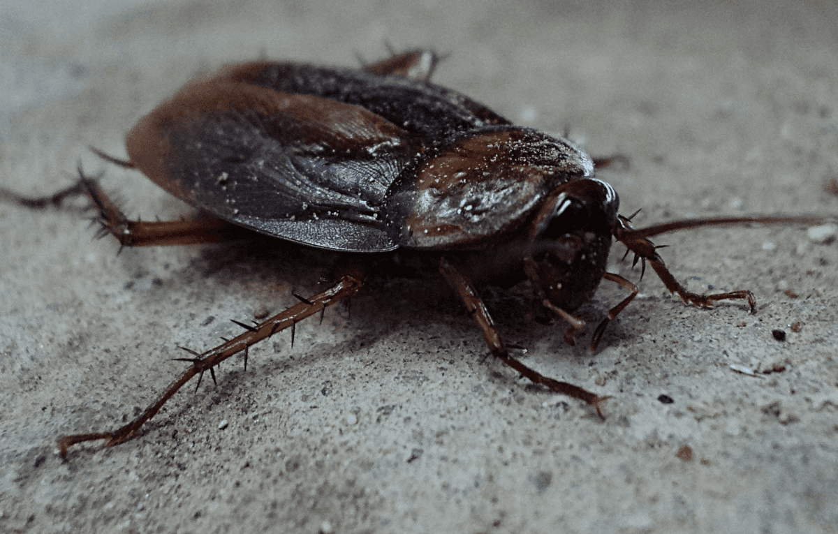 Especialista explica o porque não se deve pisar em baratas