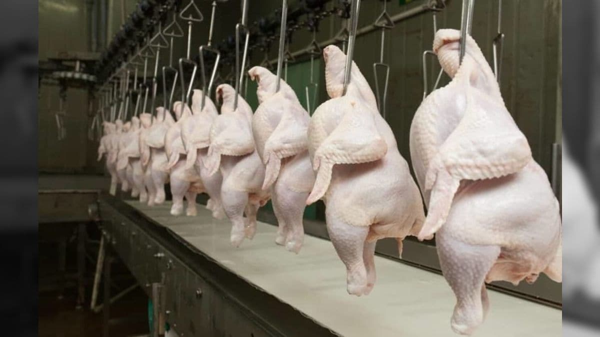 Brasil bate recorde de exportações e China é líder em compras de frango e suínos