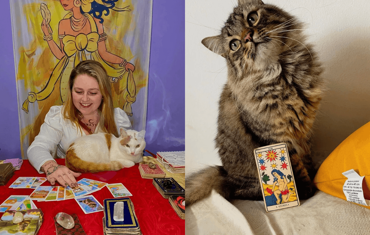 Tarô pet vira moda entre tutores que querem saber o destino dos cães