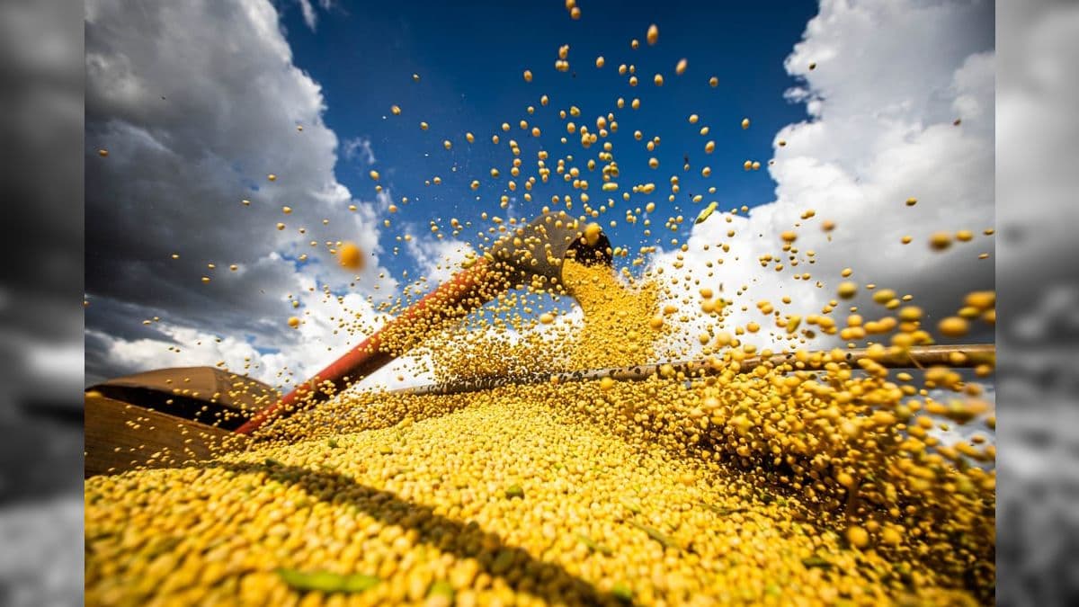 A cadeia da soja foi responsável por aumentar US$ 3 bi as exportações