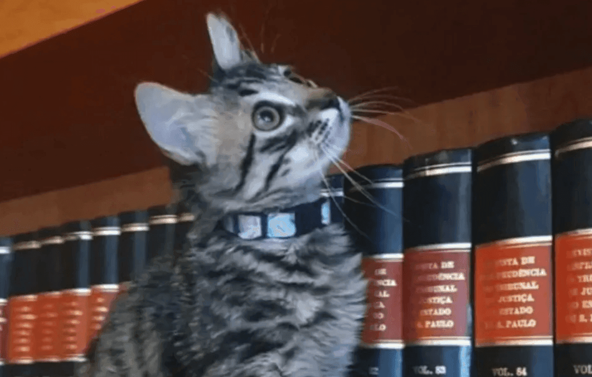 Advogato: Gato resgatado “trabalha” em escritório de advocacia no Rio de Janeiro
