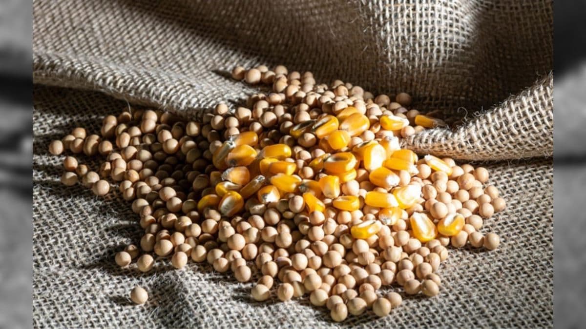 Os quatro estados que compõem o Matopiba devem produzir 48 milhões de toneladas de grãos em 2033