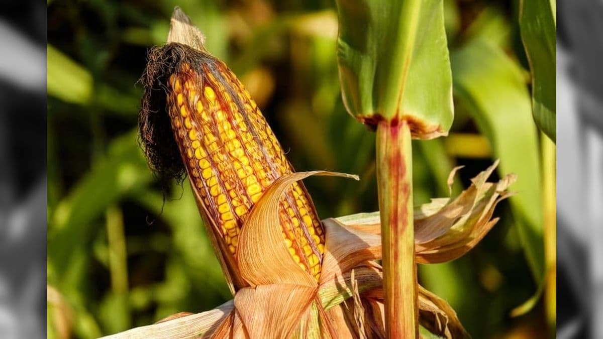 Redução na alíquota de importação pode afetar setores como o de etanol