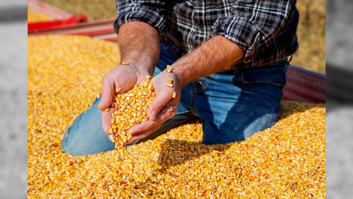 Etanol: cereal é utilizado para produzir biocombustíveis no país