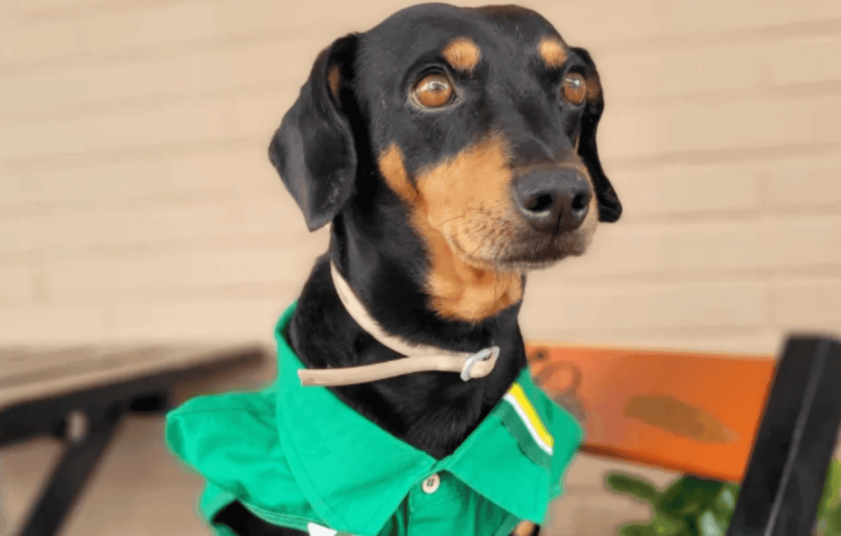 Cão frentista é promovido a gerente no mato grosso