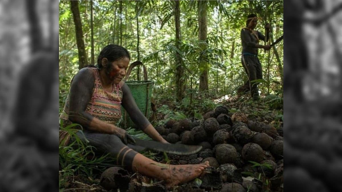 Povos indígenas cultivam e coletam castanhas de forma tradicional