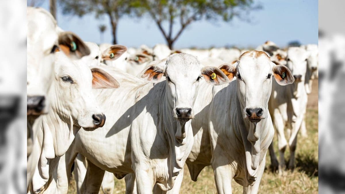 Mato Grosso tem 34,4 milhões de bovinos, apontou estudo