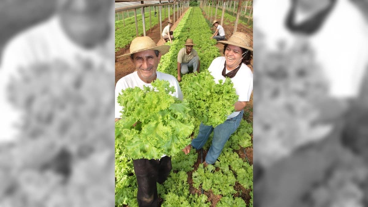 Governo comprará alimentos dos trabalhadores do campo e direcioná-los a cozinhas comunitárias