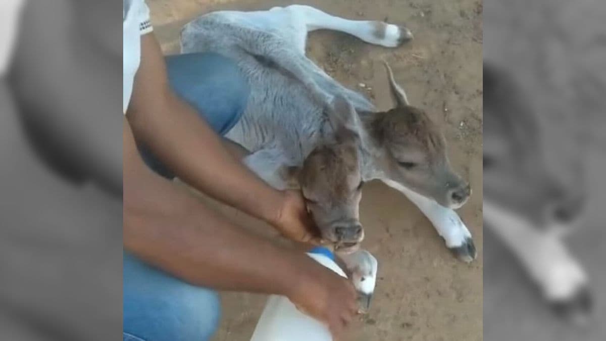 Bezerro nasceu com duas cabeças na Bahia
