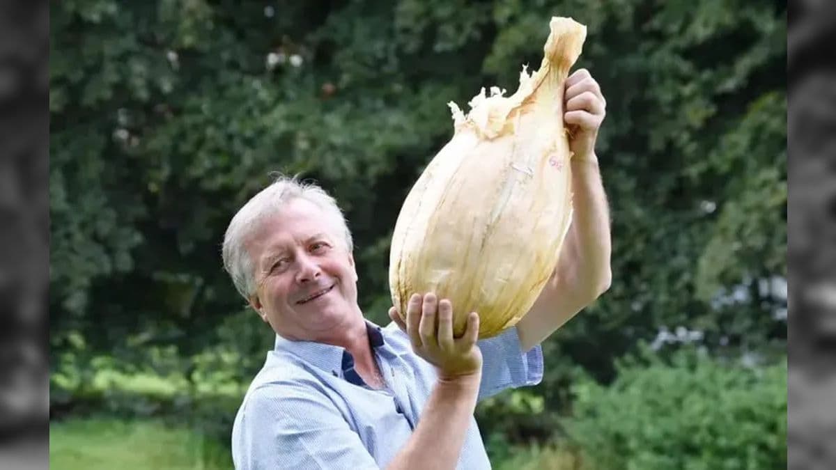 O agricultor Gareth Griffin e sua cebola de 8,9 quilos