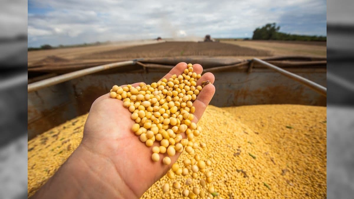 Produção de soja para biodiesel deve ser de 6 milhões de toneladas até 2025