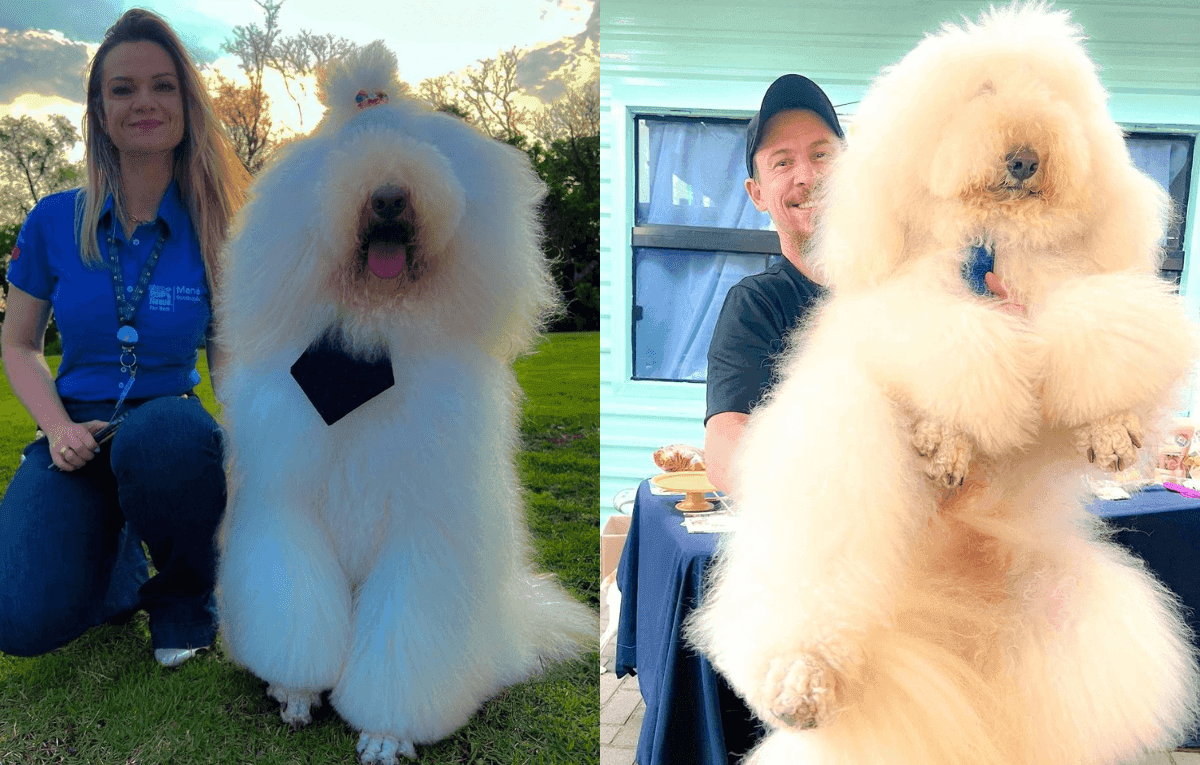 Poodle gigante de 30kg e 1,5 m de altura faz sucesso nas redes sociais