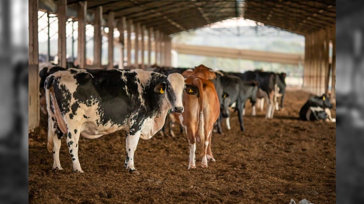 "Grupinho": é verdade que as vacas escolhem suas amigas e não gostam de ser separadas