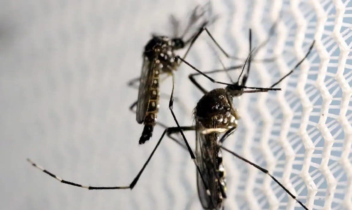 chikungunya