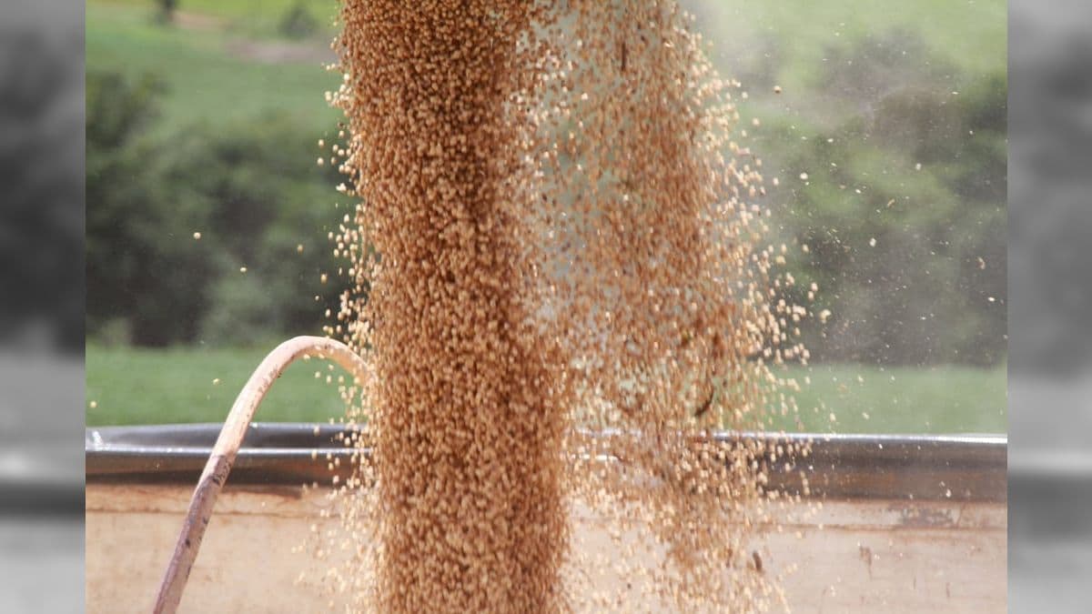 Produção de soja pode ser comprometida por excesso de calor