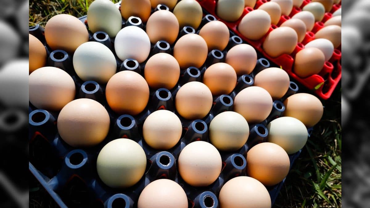 Brasileiro vai comer 258 ovos por ano, aponta ABPA