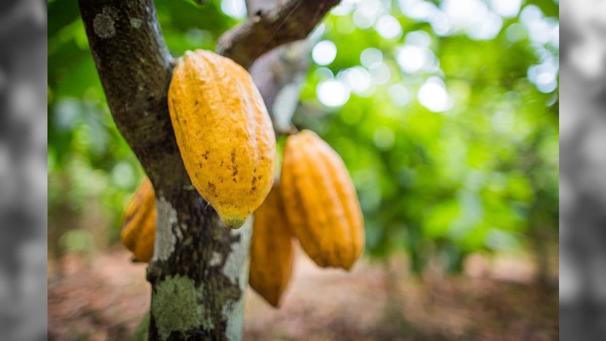 Produção de cacau no sul da Bahia foi devastada por doença nos anos 1990