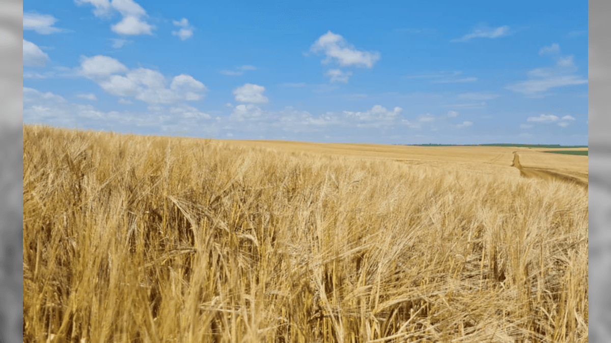Trigo, triticale, aveia e cevada são cereais de inverno