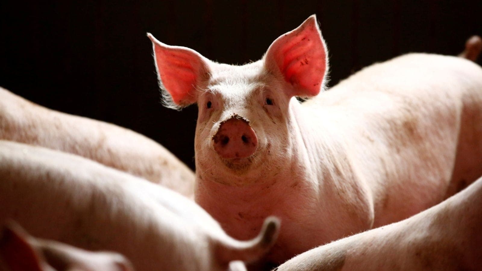 Brasil fecha 2023 com recorde na exportação de carne suína e de aves