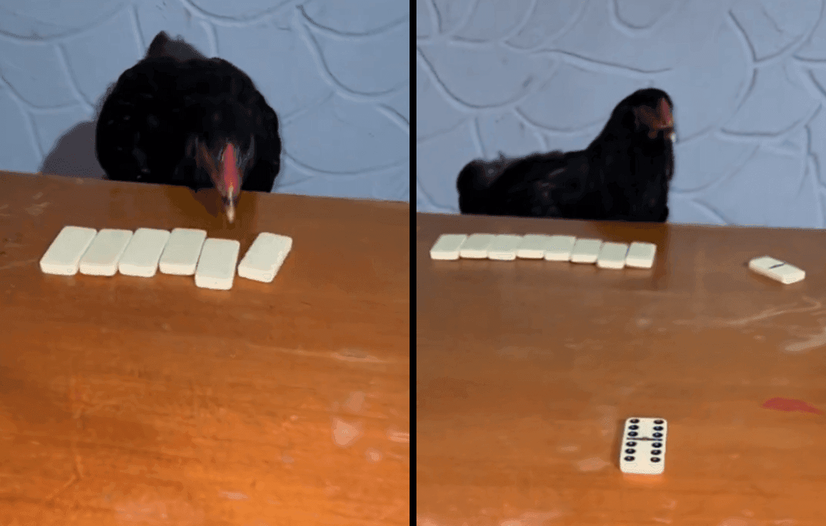 Galinha é vista jogando dominó e choca a internet pelo seu talento