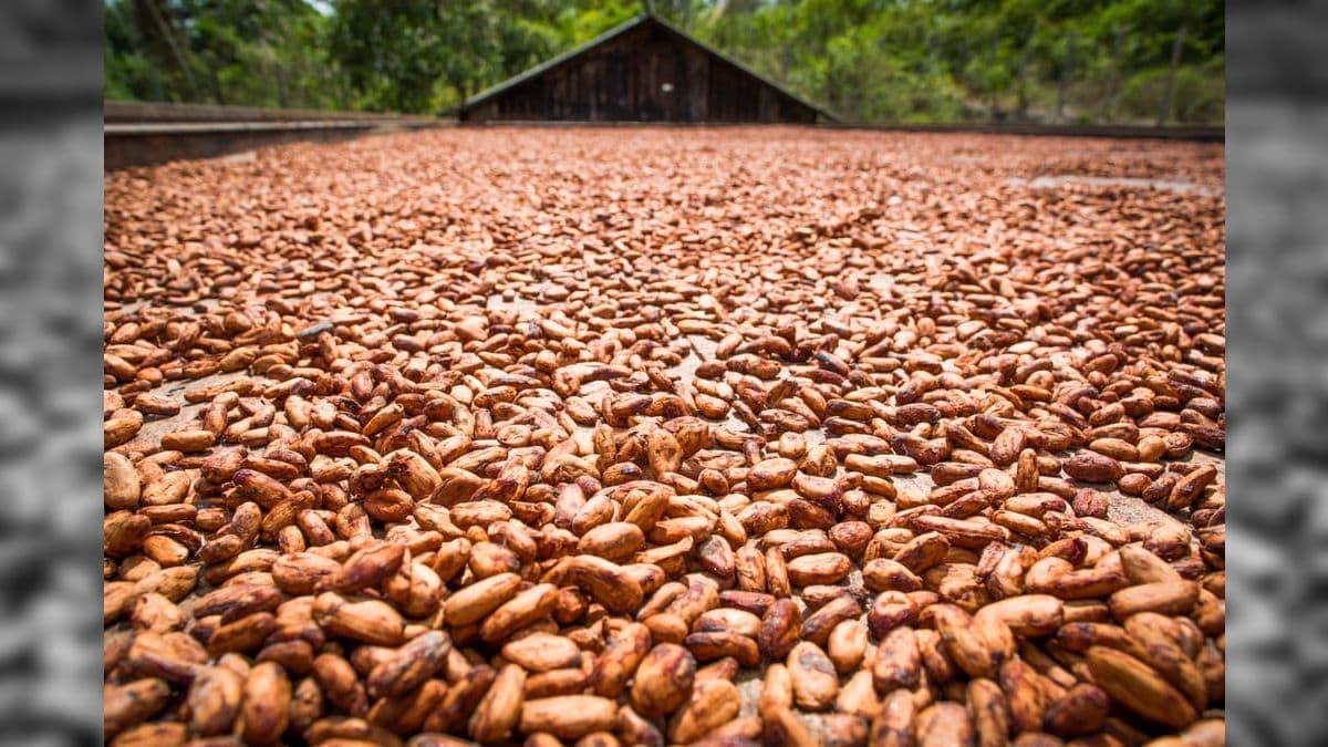 Amêndoas de cacau: produção brasileira se transformou