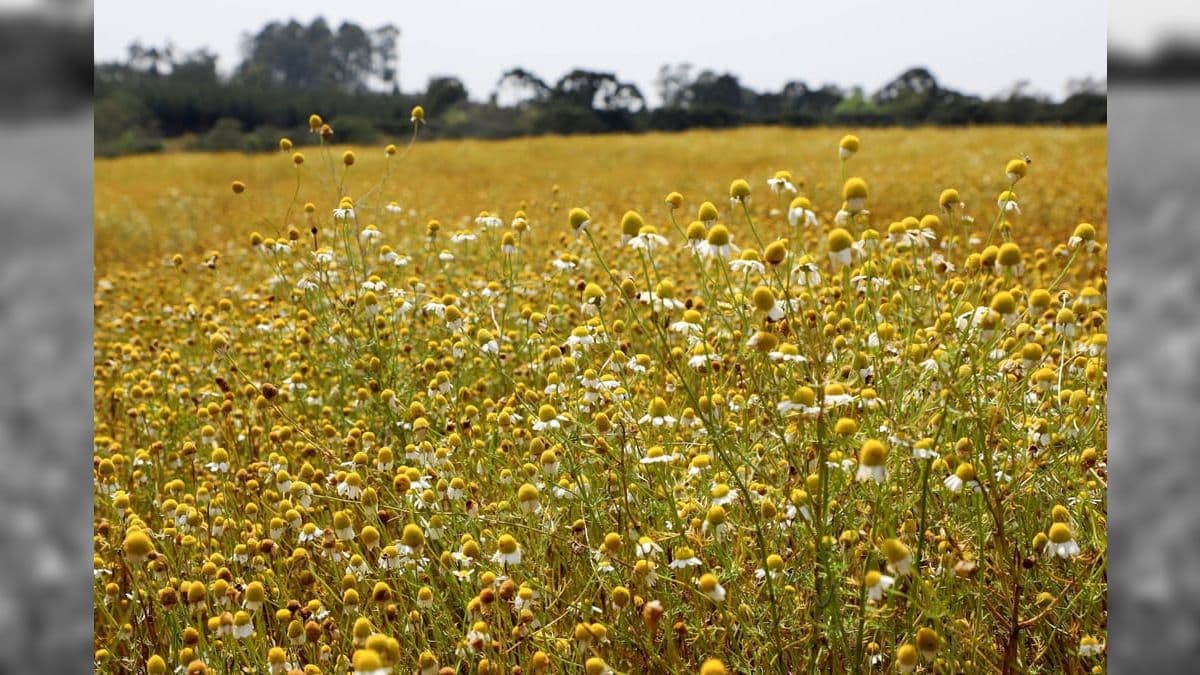 Plantação de camomila em Madirituba, no Paraná