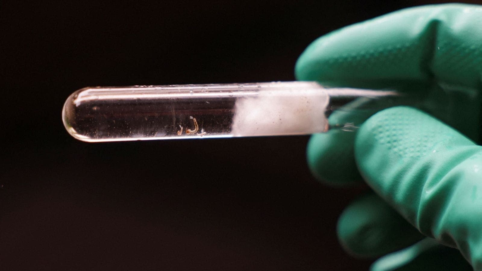 Larvas do mosquito Aedes aegypti, que transmite dengue e outras doenças