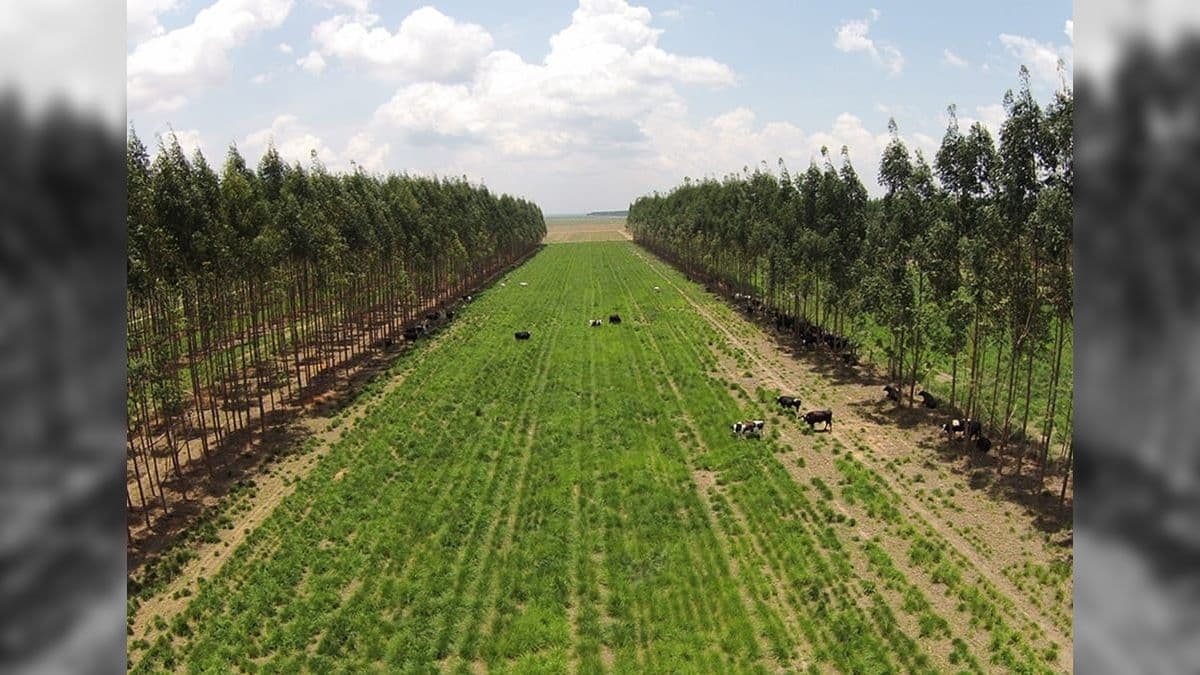Emissões de gases de efeito estufas serão metrificadas