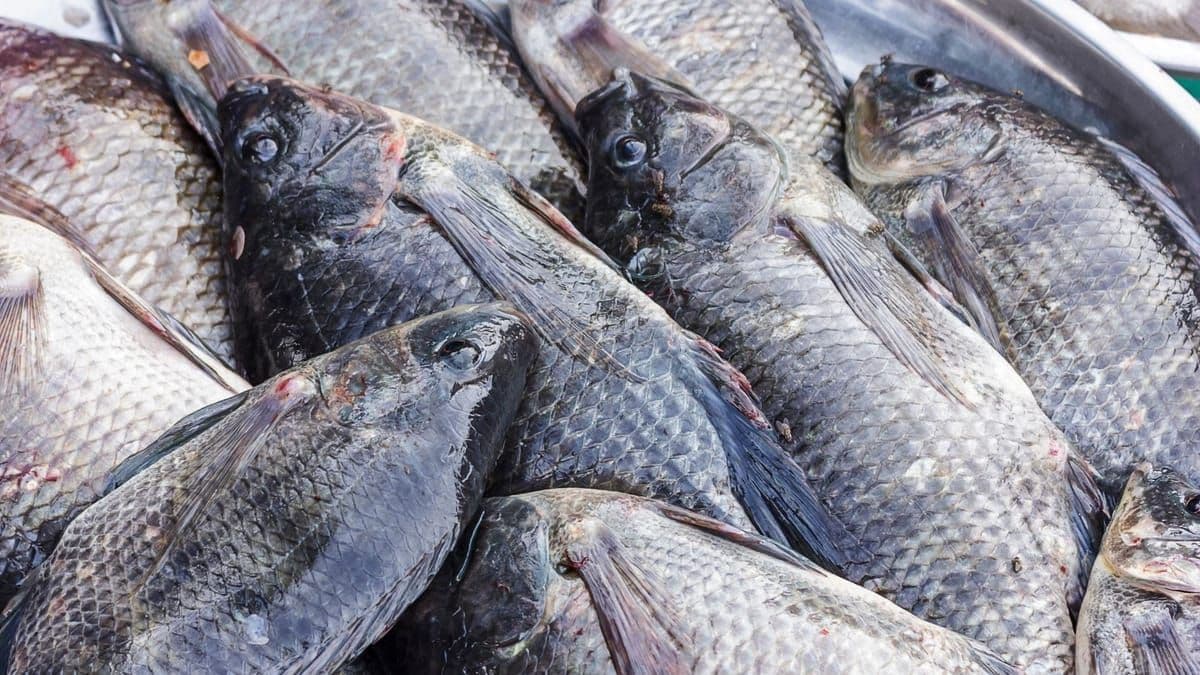 A produção de peixes de cultivo, como a tilápia, totalizou 579.080 toneladas em 2023