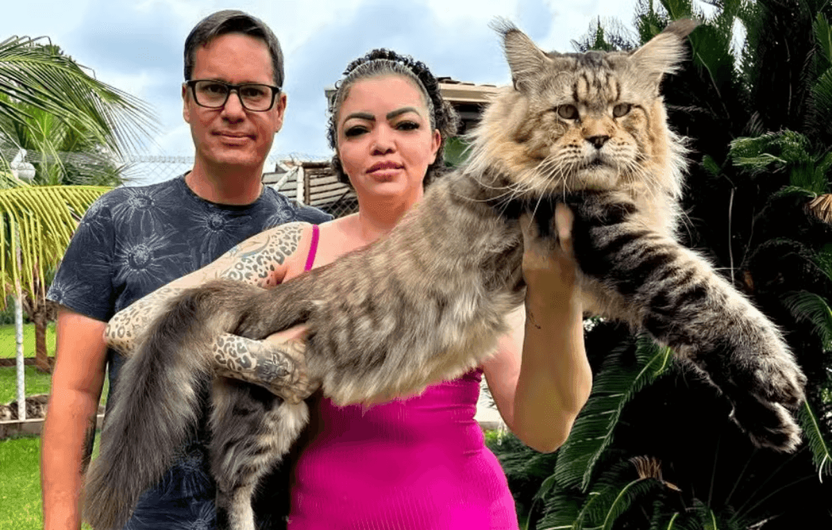 Gato gigante brasileiro pode entrar no Guinness
