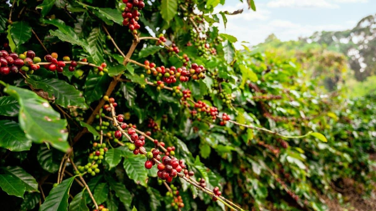 Colniza é a cidade com a maior produção de café em Mato Grosso