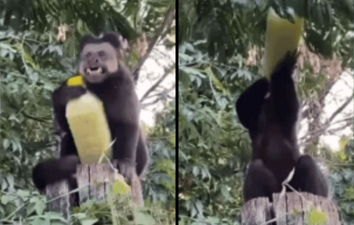 Macaco 'rouba' caldo de cana de turista e debocha dando risada