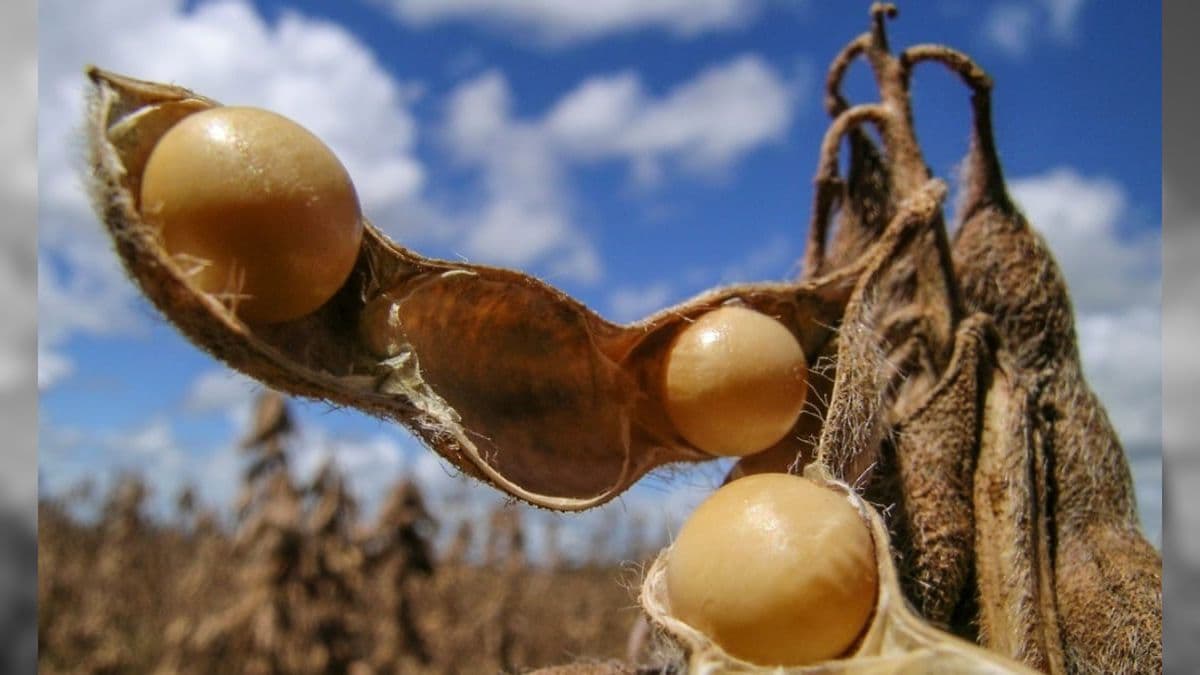 Cadeia da soja e do biodiesel aumenta PIB em 2023, mas renda apresenta queda