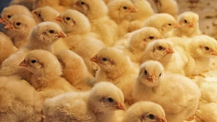 Pintinhos machos não possuem valor econômico para a indústria