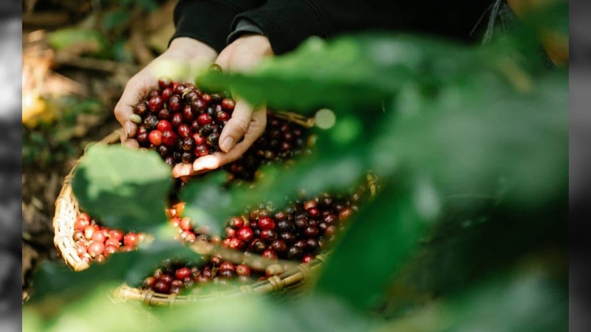 Soja, milho, Cana-de-açúcar, café e laranja foram responsáveis por 52% do valor total